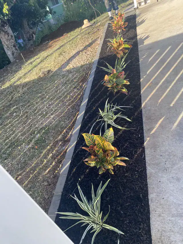 Finished planting bed with crotons, liriope, and fresh black mulch
