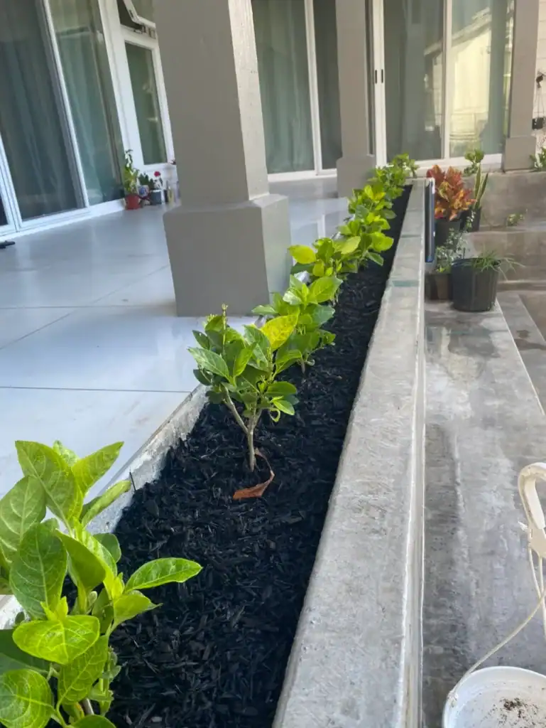 freshly planted shrubs in a mulched front yard landscaping bed